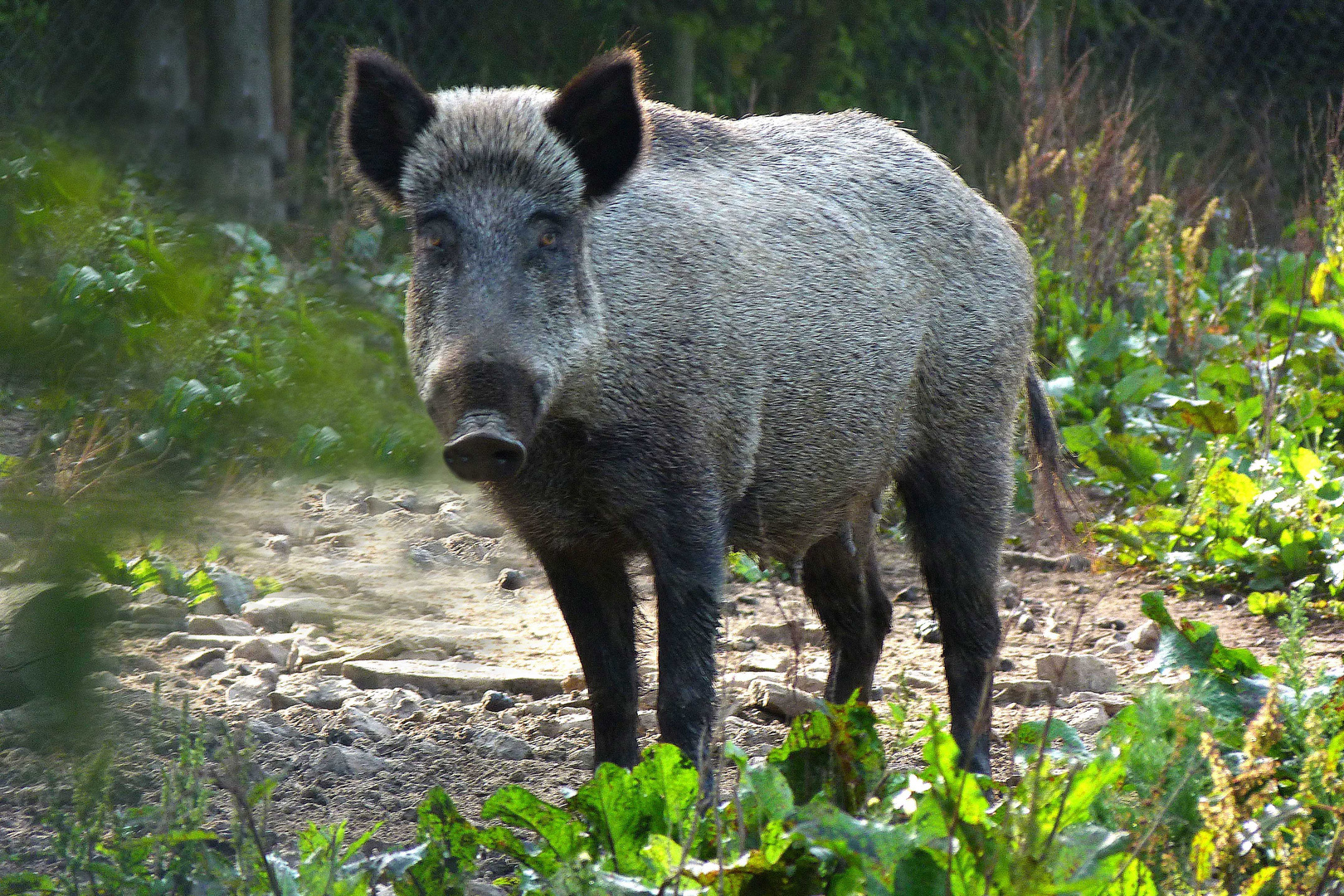 Im Wildschweingehege Remstecken Koblenz