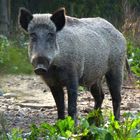 Im Wildschweingehege Remstecken Koblenz