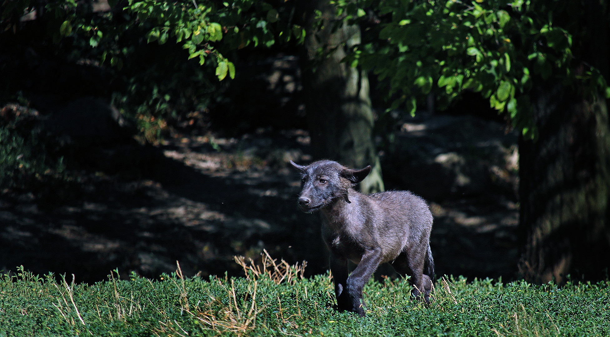 Im Wildtierpark Bad Mergentheim