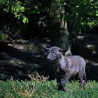 Im Wildtierpark Bad Mergentheim