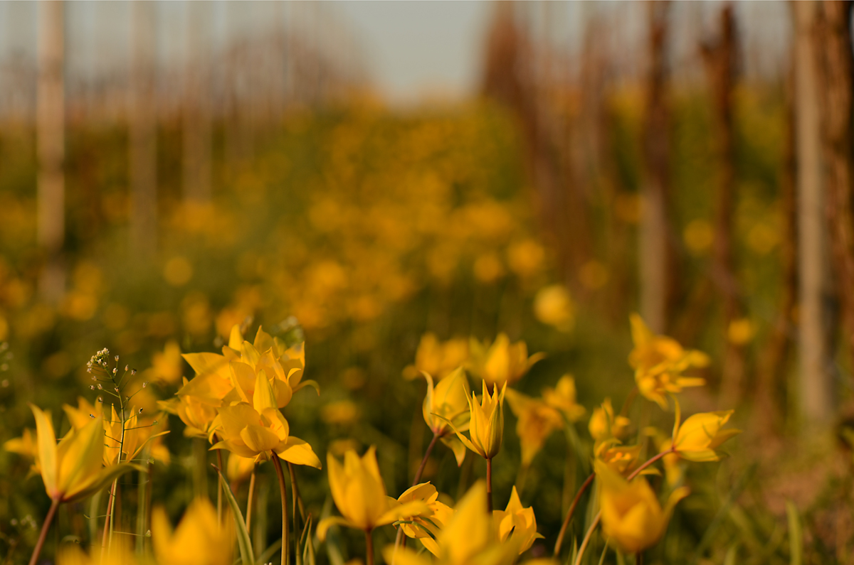 im Wildtulpen Paradies