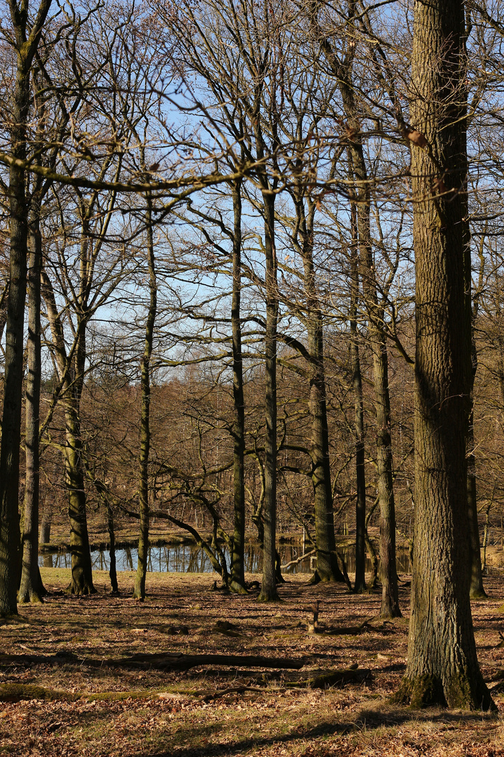 Im Wildwald Vosswinkel (2019_02_24_EOS 100D_4121_ji)