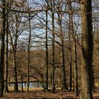 Im Wildwald Vosswinkel (2019_02_24_EOS 100D_4121_ji)