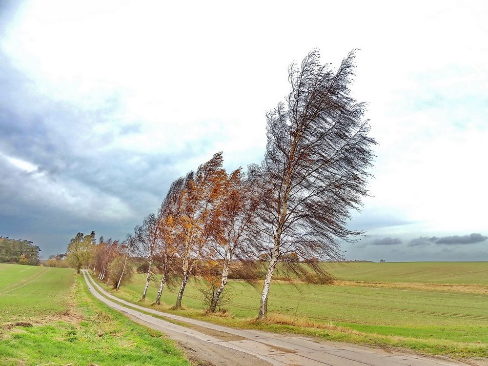 im Wind Foto & Bild feld, himmel, natur Bilder auf