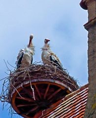 im Wind - Dinkelsbühl