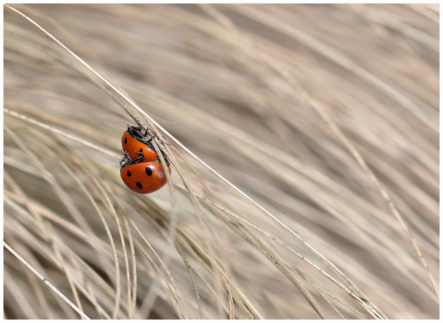 ....im Wind sich wiegen...