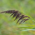 Im Wind von der Sonne gestreichelt