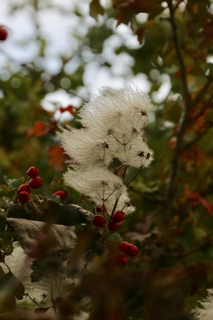 im Wind (Weißdorn und Gewöhnliche Waldrebe)