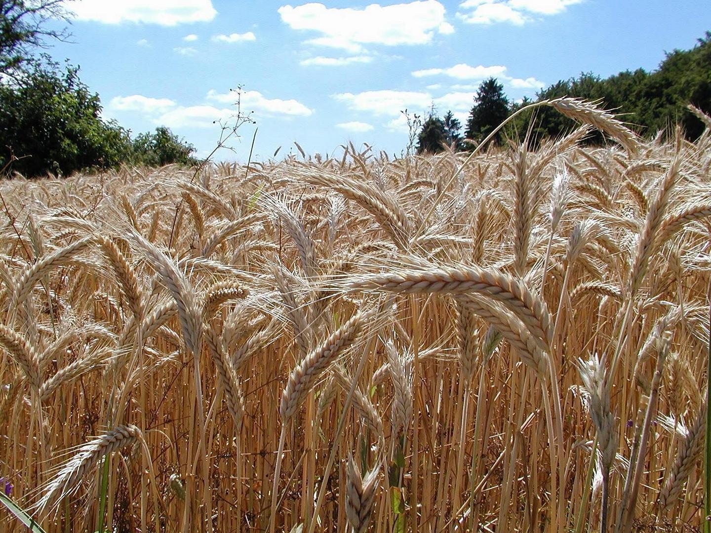 im Wind wiegt sich der Weizen und lässt sich von der Sonne wärmen...