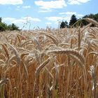 im Wind wiegt sich der Weizen und lässt sich von der Sonne wärmen...