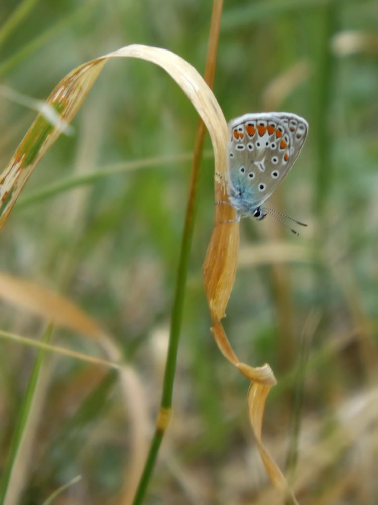 Im Winde schaukeln