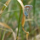 Im Winde schaukeln