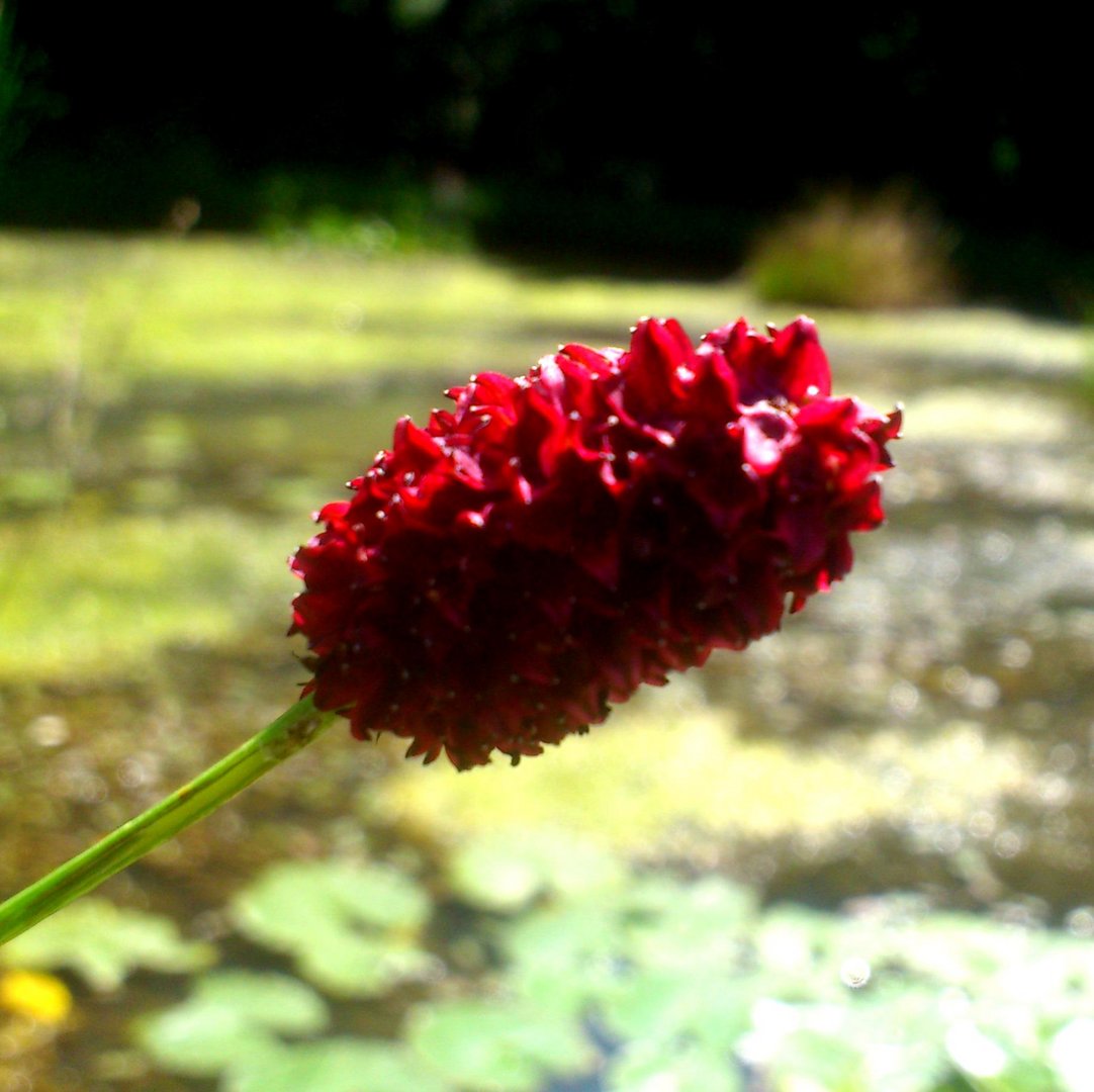 im Winde schaukeln