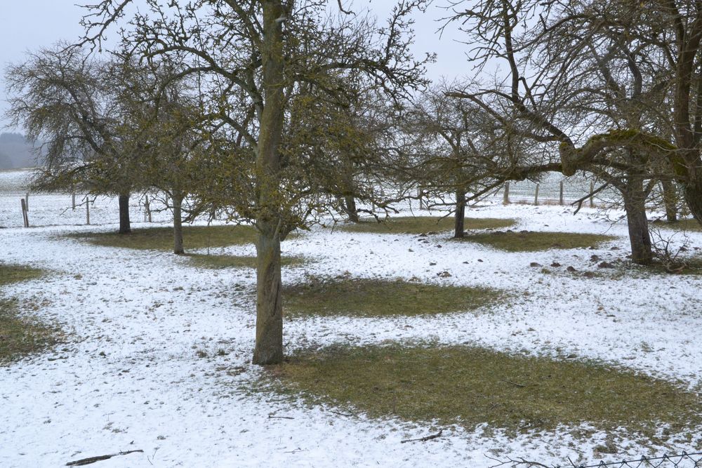 Im Windschatten der Obstbäume...