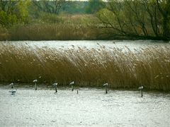 Im Windschatten - Flußseeschwalben 