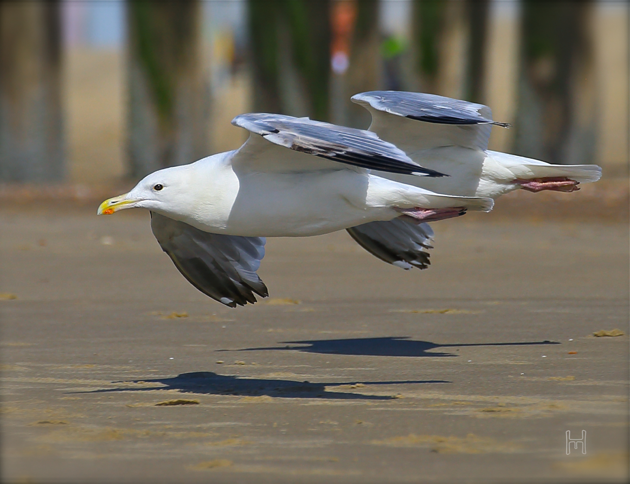 Im Windschatten: Silbermöwen im Gleitflug