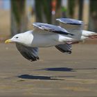 Im Windschatten: Silbermöwen im Gleitflug