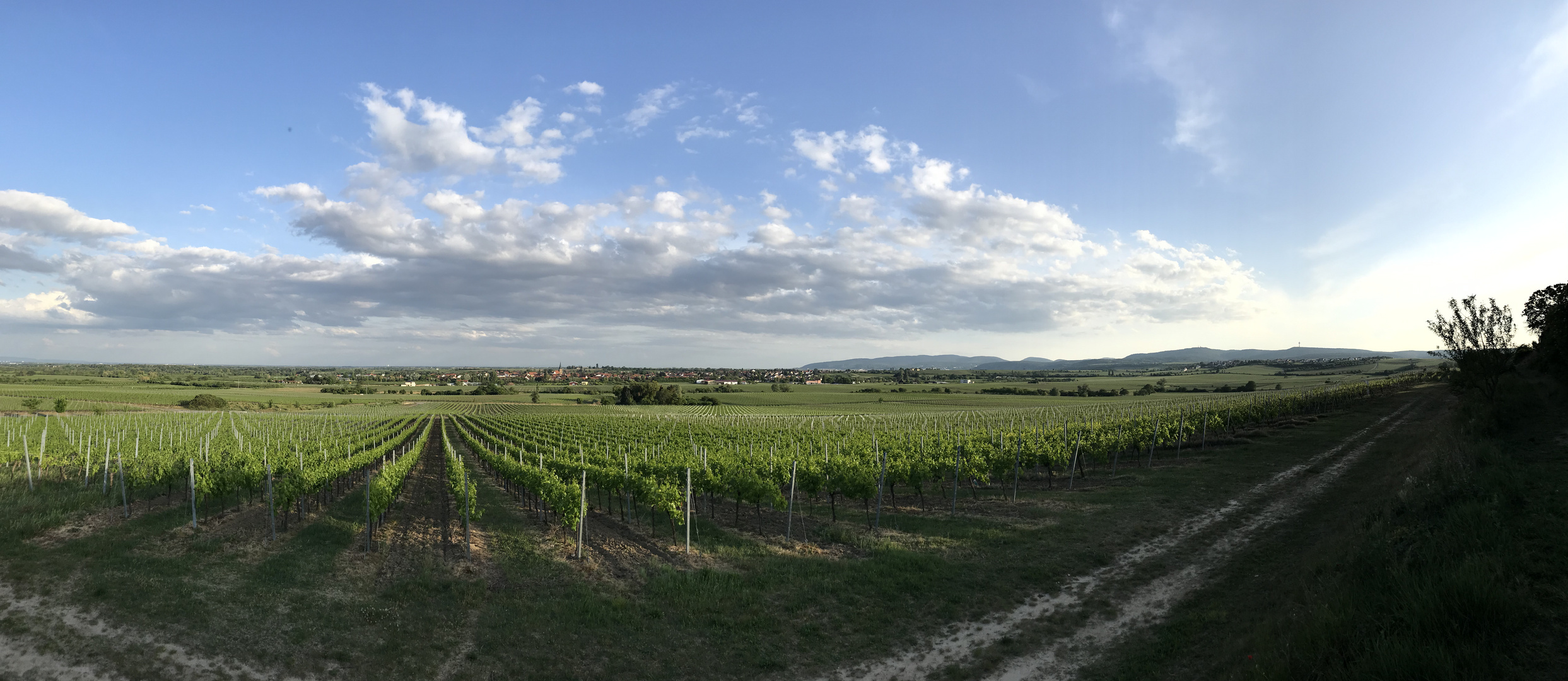 Im Wingert bei Freinsheim in der Pfalz 