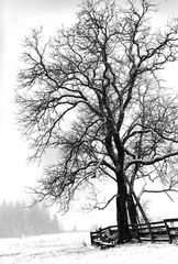Im Winter