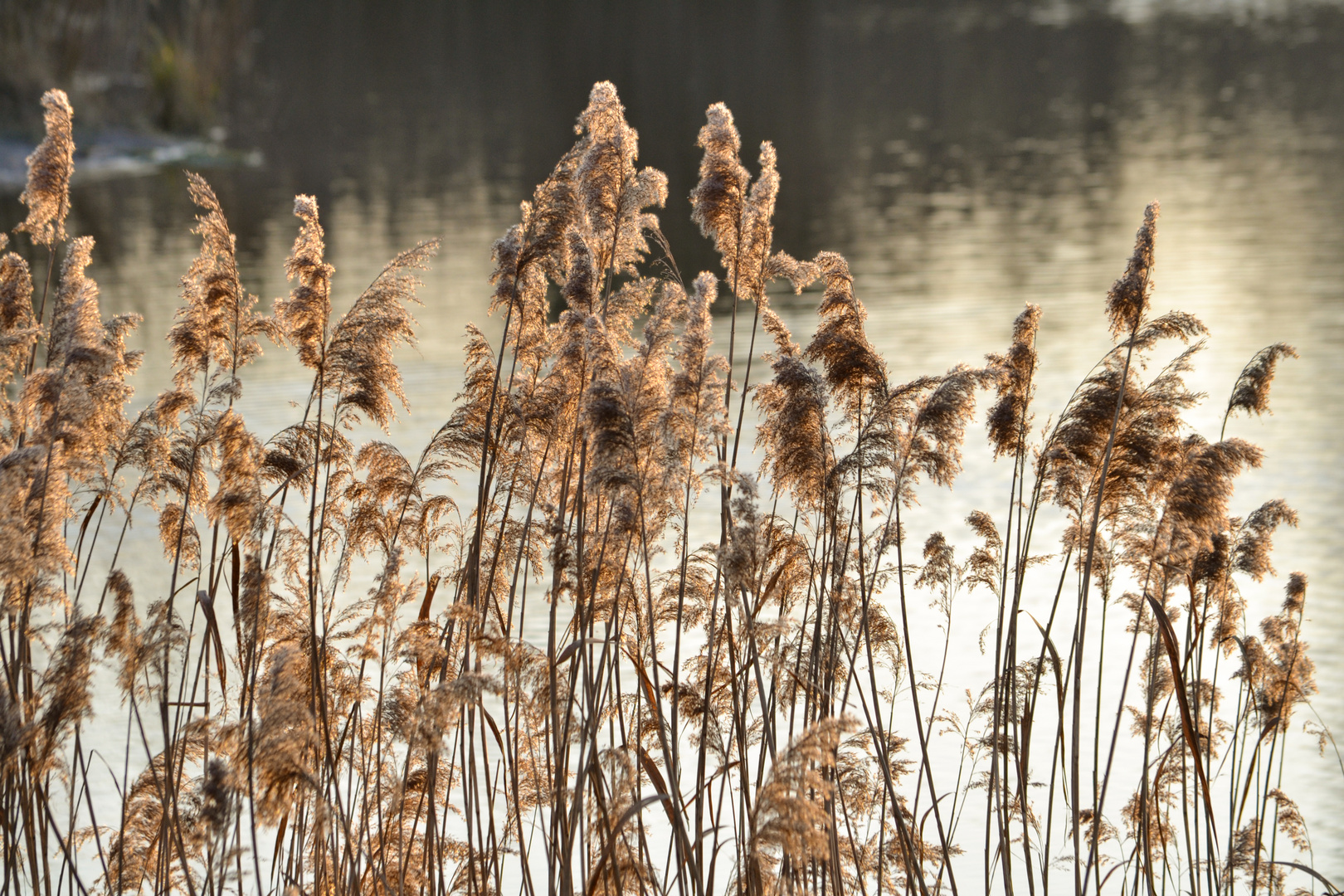 Im Winter am Baggersee