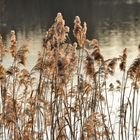 Im Winter am Baggersee