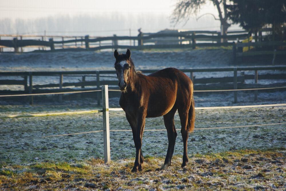 Im Winter auf der Koppel