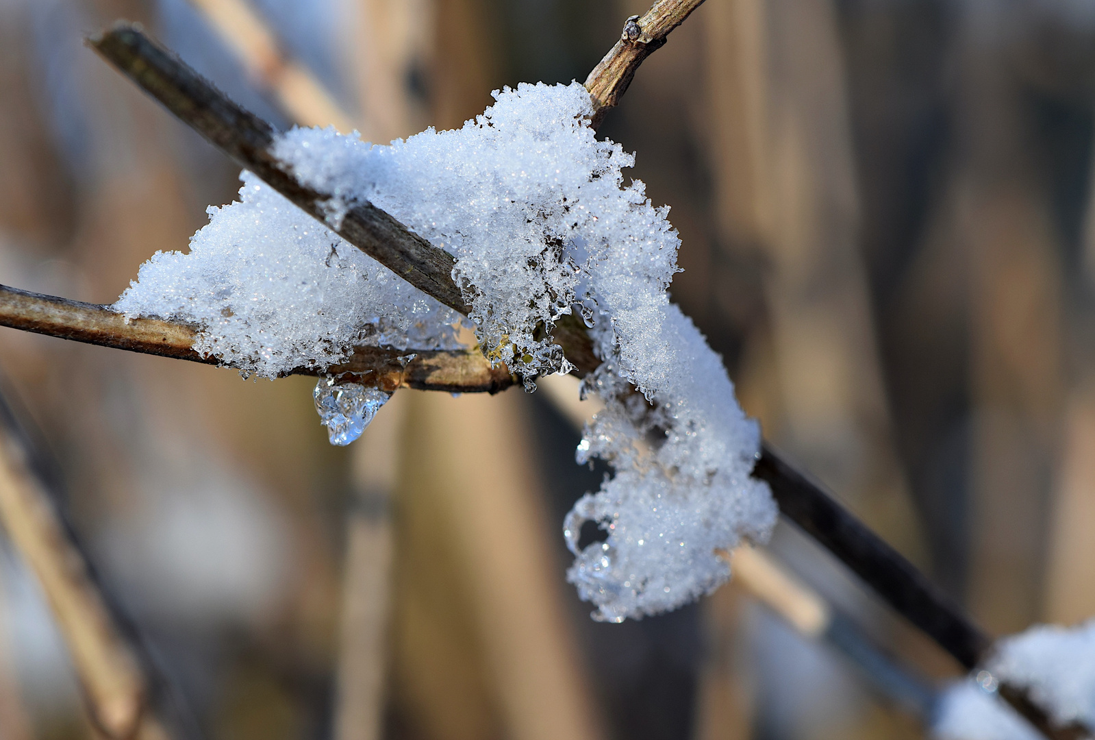 Im Winter begegnet uns zuweilen Bizarres. ;-))