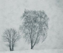 Im Winter blühen keine Veilchen -