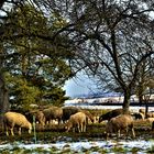 im Winter die Schafe , versammelt unter den hohen Bäumen