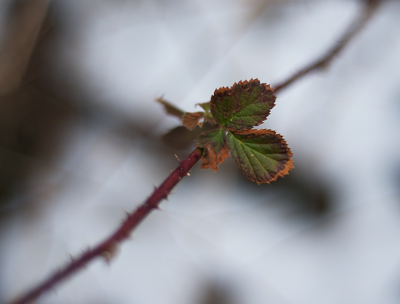 Im Winter gibt es immer noch das eine oder gar das andere Blatt.