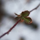 Im Winter gibt es immer noch das eine oder gar das andere Blatt.