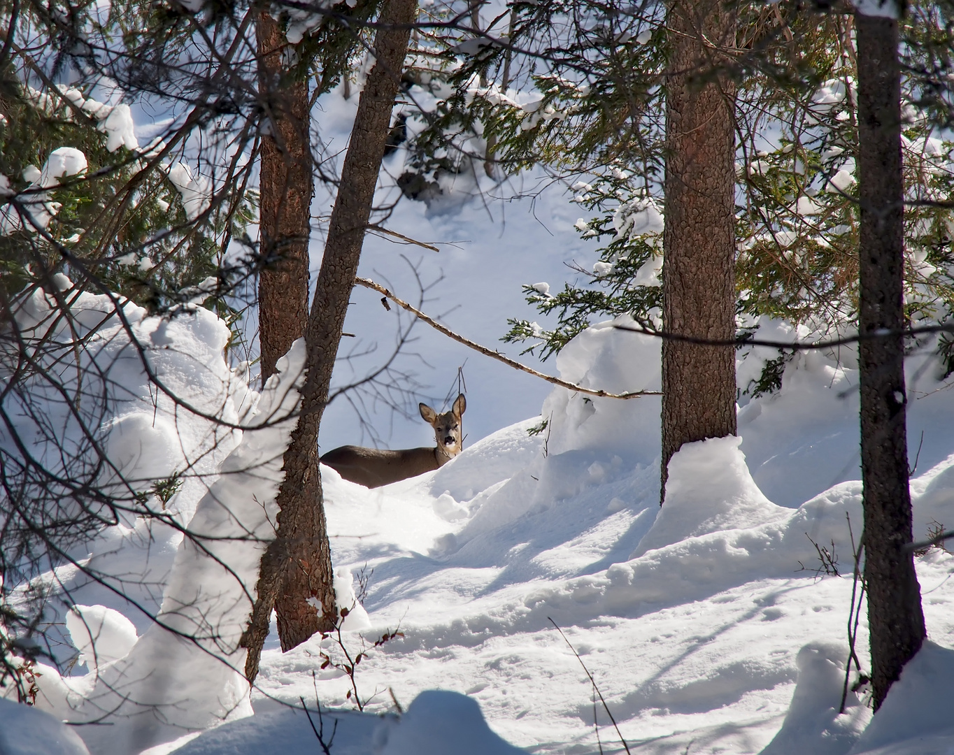 Im Winter ist das Leben hart... - La vie des animaux sauvages est difficile pendant l'hiver!