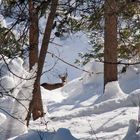 Im Winter ist das Leben hart... - La vie des animaux sauvages est difficile pendant l'hiver!