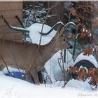 Im Winter kommen sie aus dem Wald