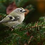 "Im Winter kommt das Goldhähnchen"