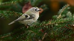 "Im Winter kommt das Goldhähnchen"