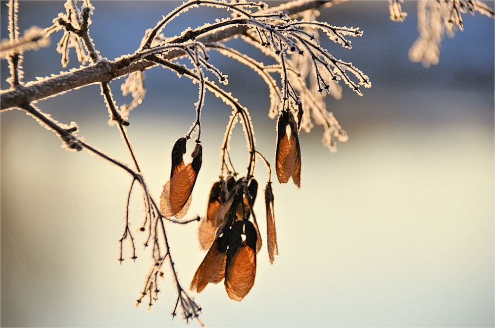 im WINTER - LICHT