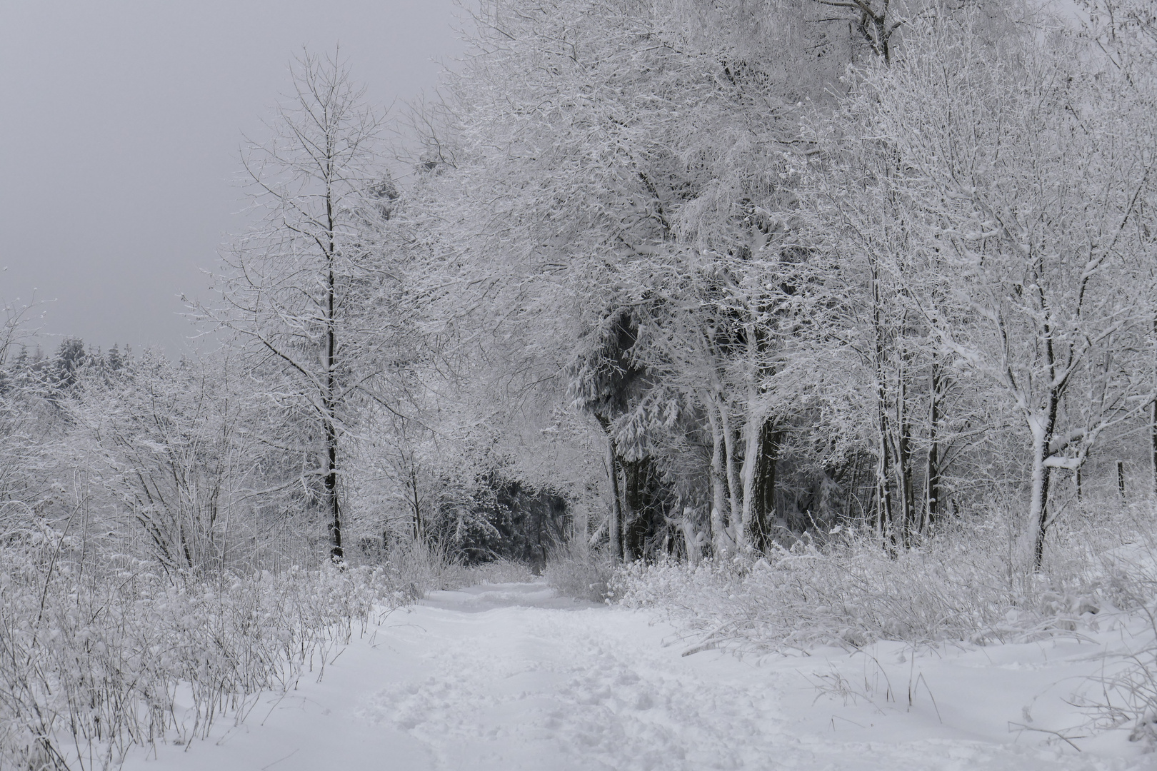 ...im Winter - Märchenwald...