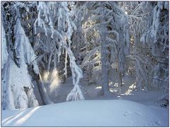 Im Winter-Märchenwald