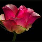  Im Winter reisen manche Blumen um die halbe Welt zu uns - ( Stacking Bild )  