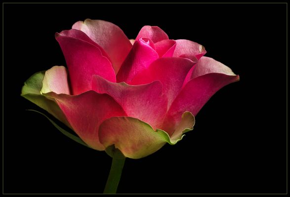  Im Winter reisen manche Blumen um die halbe Welt zu uns - ( Stacking Bild )  