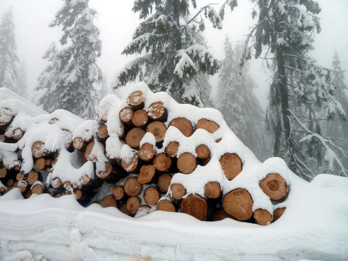 Im Winter Wald abgerufen Holz, Oslo Winter Park