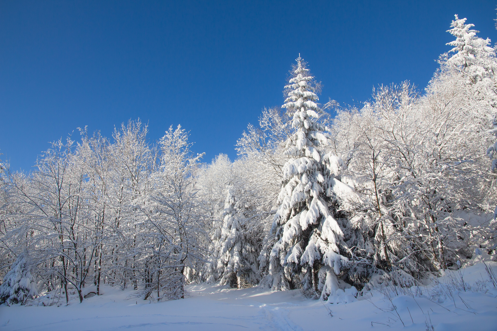 im Winterkleid...