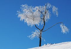 Im Winterkleid