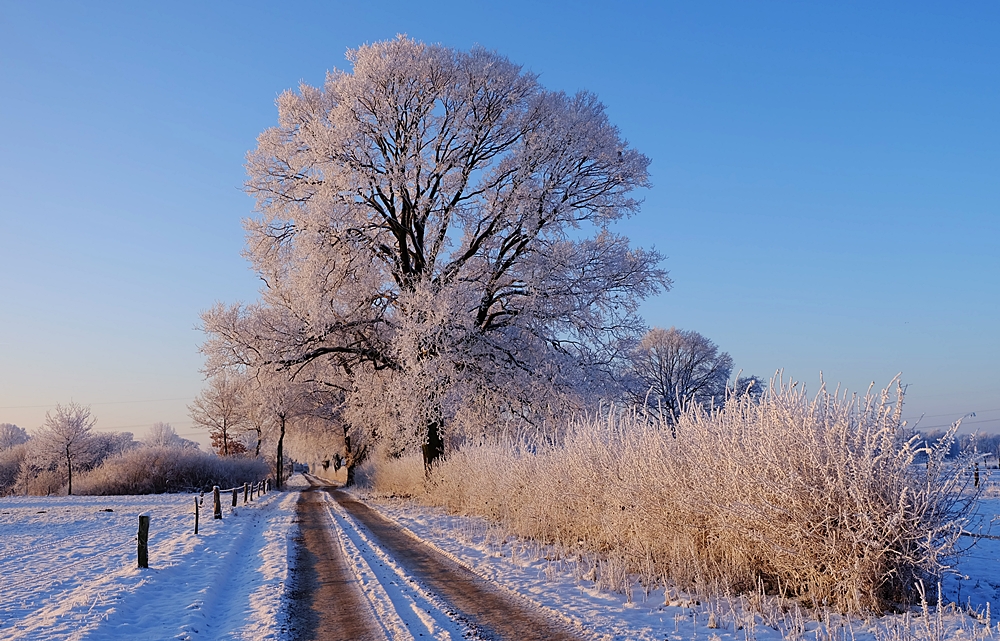 Im Winterkleid