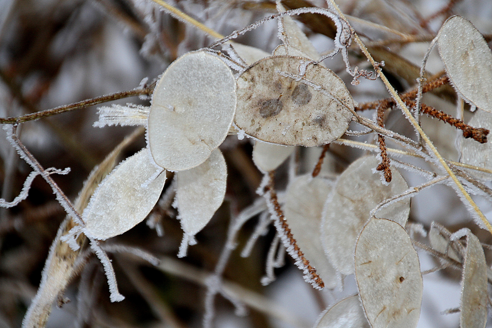 Im Winterkleid...