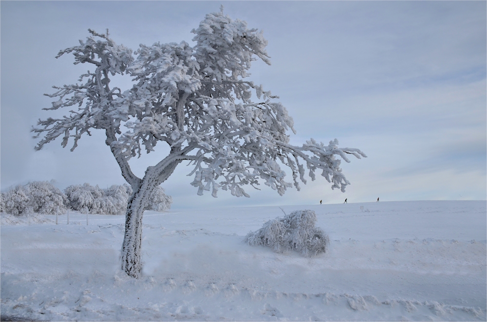 im Winterkleid...