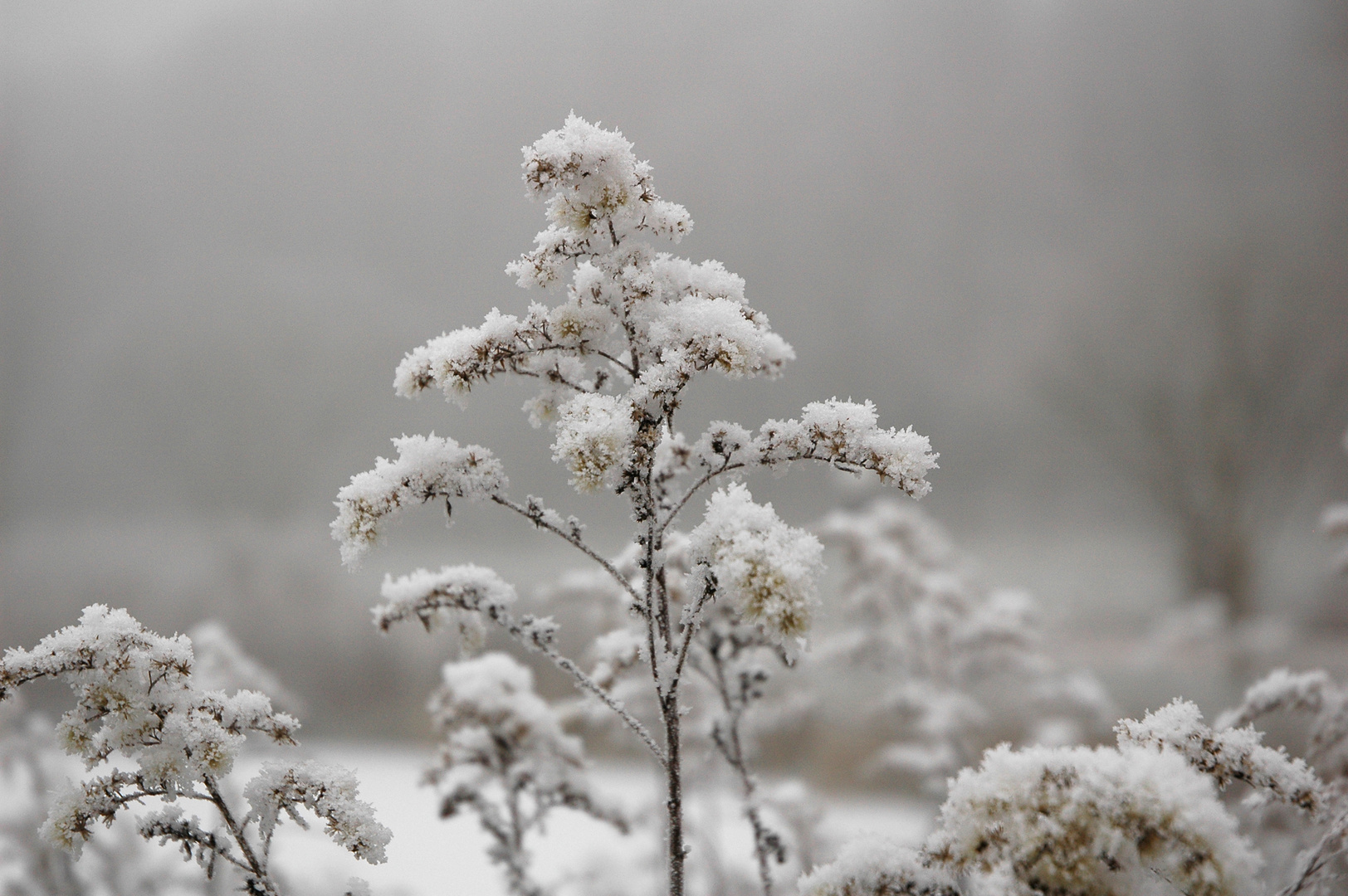 Im Winterkleid