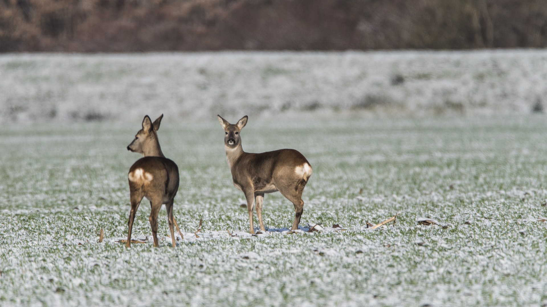 Im winterlichem Gefilde