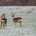 Im winterlichem Gefilde